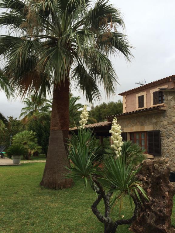 Jardi De Papallones Pollença Kültér fotó